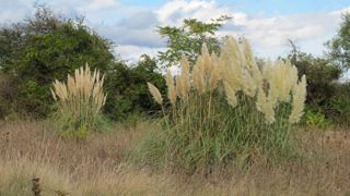 L’Herbe de la Pampa (Cortaderia jubata) fait partie des 13 nouvelles espèces végétales ajoutées à la liste des plantes interdites par le règlement d’exécution n° 1262/2019 du 25 juillet 2019. ©Valérie Vidril